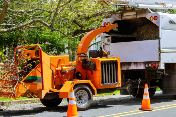 The Steps Involved in Our Tree Care Process in Canton, PA